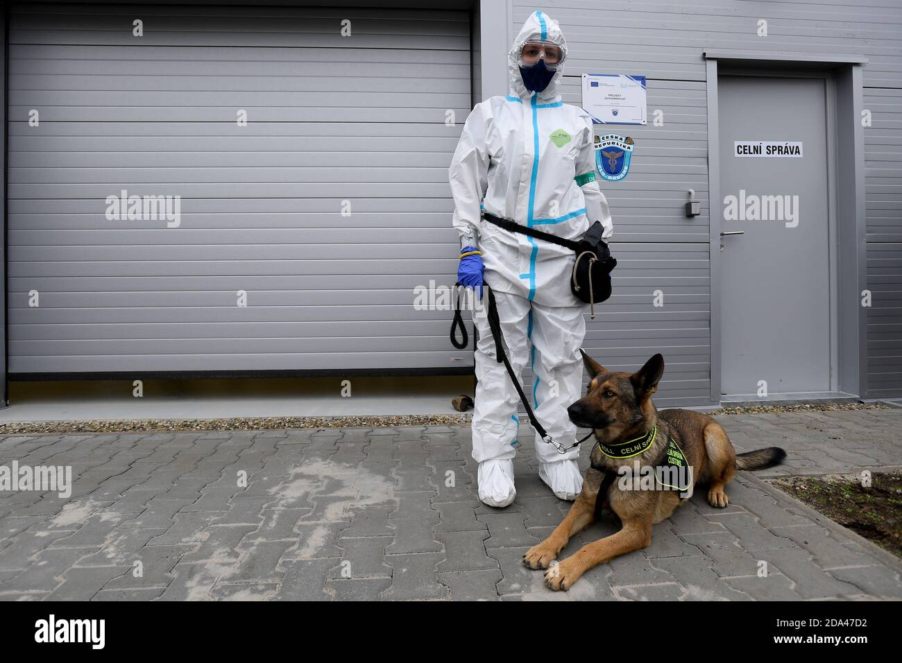 Les chiens de diagnostic (coronavirus-sniffing) pourraient offrir des voyages plus sûrs à l'aéroport et travailleront dans des maisons de personnes âgées en République tchèque. Le fonctionnaire des douanes tchèque présente ces chiens à Prague, République tchèque, le 9 novembre 2020. (CTK photo/Ondrej Deml) Banque D'Images