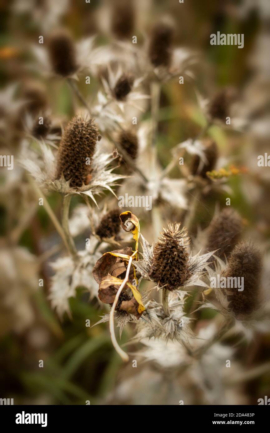 Eryngium giganteum naturel après les motifs de plantes de fleurs, le résumé et les motifs de spikey Banque D'Images