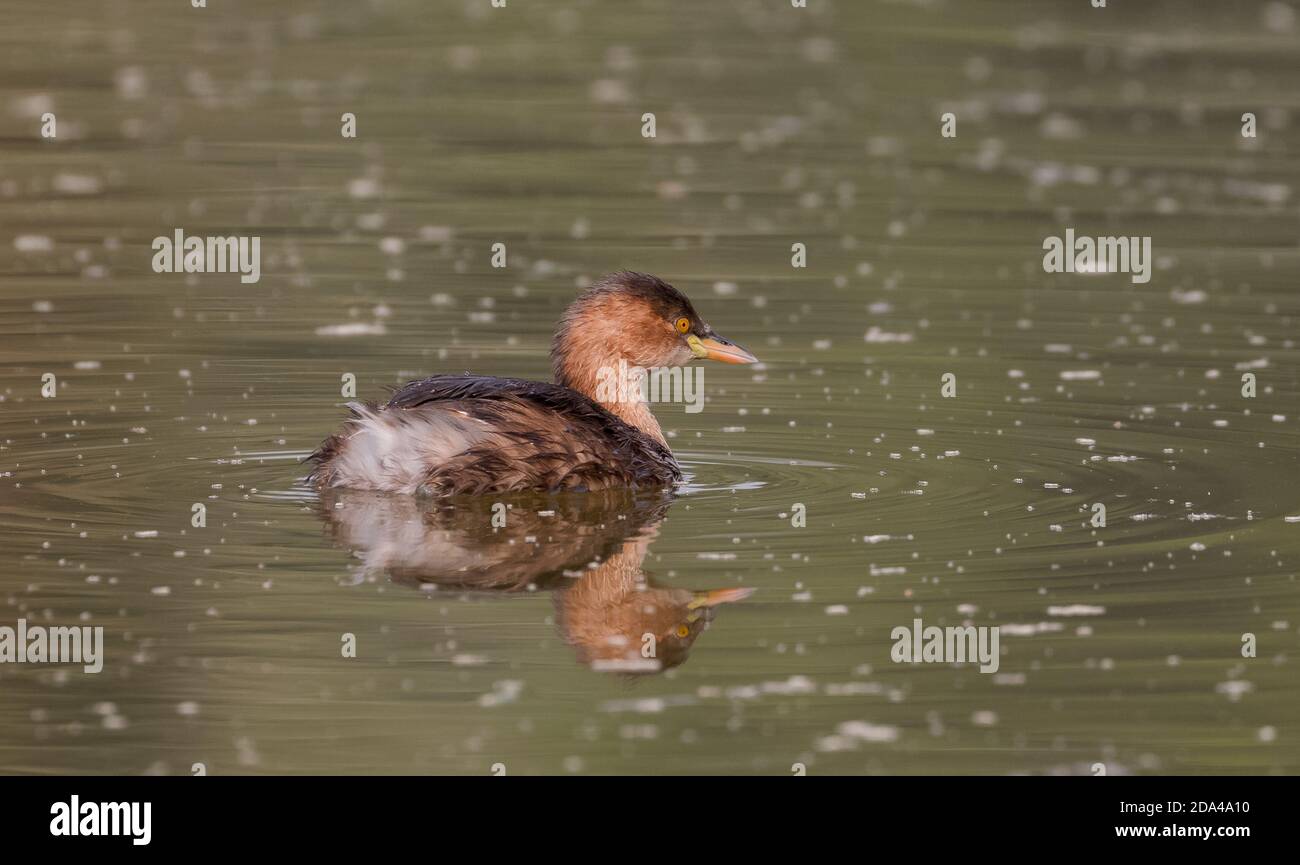 Canard de Little Grebe (Tachybaptus ruficollis) flottant sur l'eau Banque D'Images