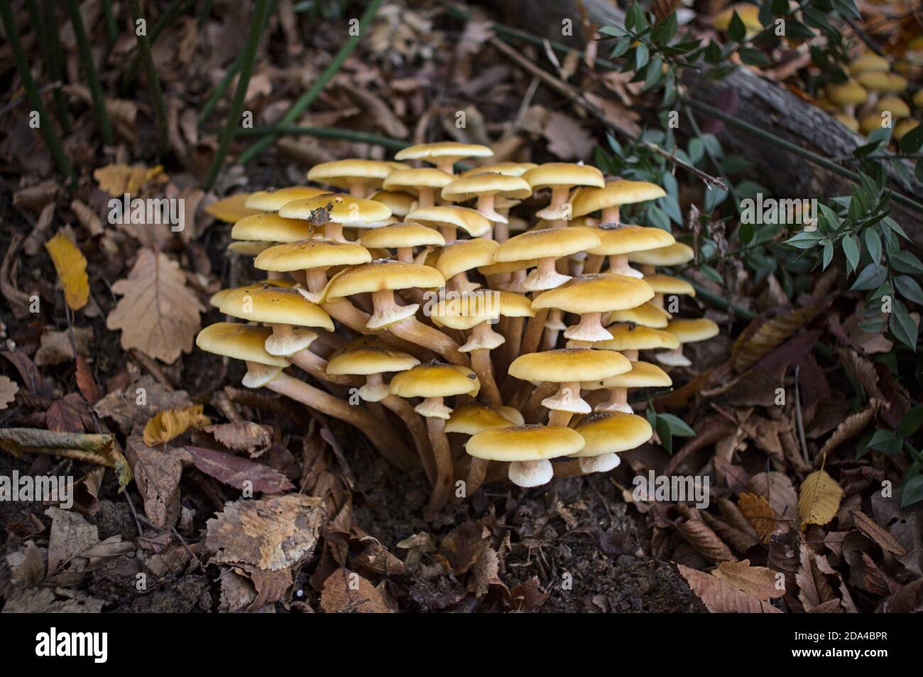 Armillaria mellea, communément appelé champignon du miel Banque D'Images