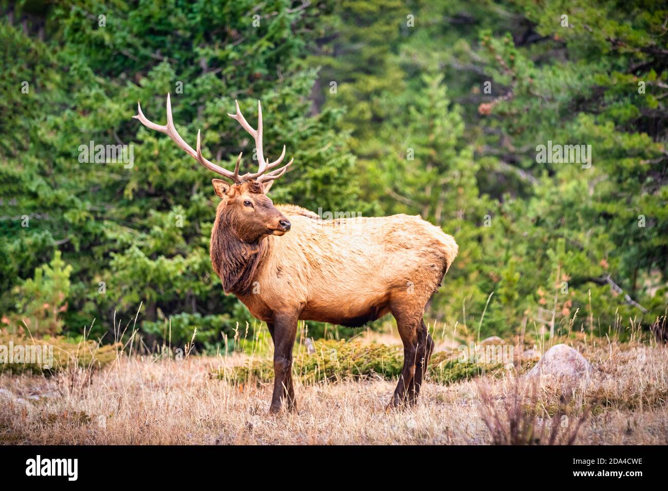 Portrait d'un grand wapiti de taureau (Cervus canadensis) Dans les montagnes Rocheuses Banque D'Images