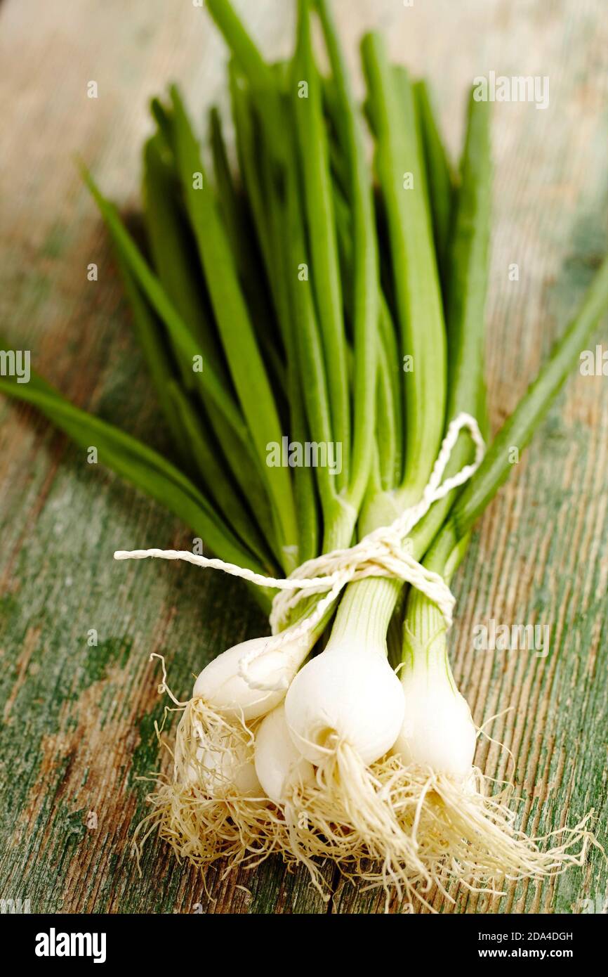Spring Onions UK & IRISH RIGHTS ONLY email office for territoires supplémentaires Banque D'Images