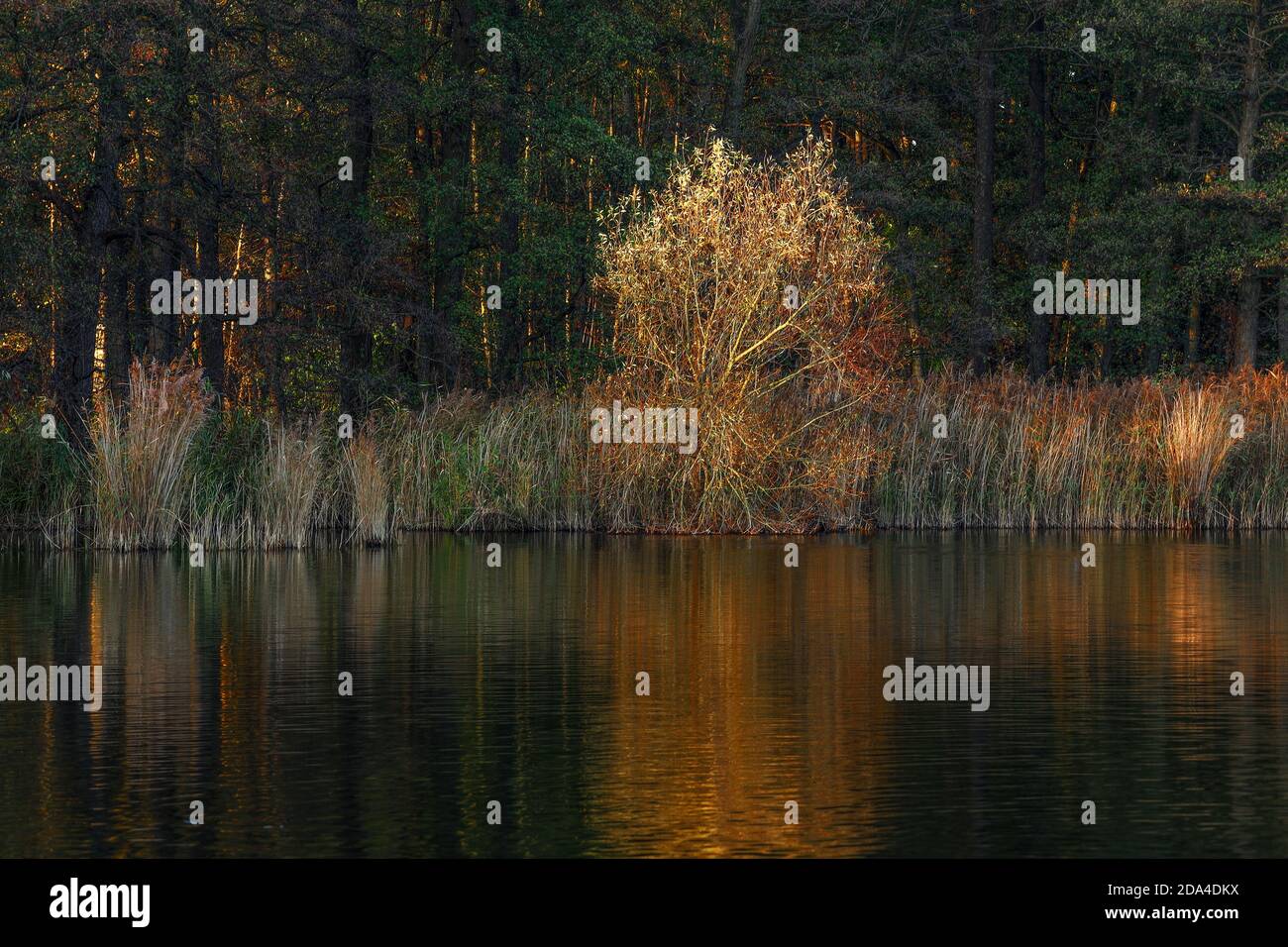 Le Kellersee en automne. Les couleurs vives et magnifiques étaient attrayantes. Banque D'Images