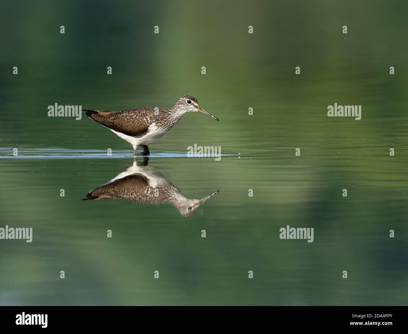 Belle scène de nature avec bois de sandpiper (Tringa glareola). Photo de la faune et de la flore du bois de sandpiper (Tringa glareola) avec un reflet. Banque D'Images