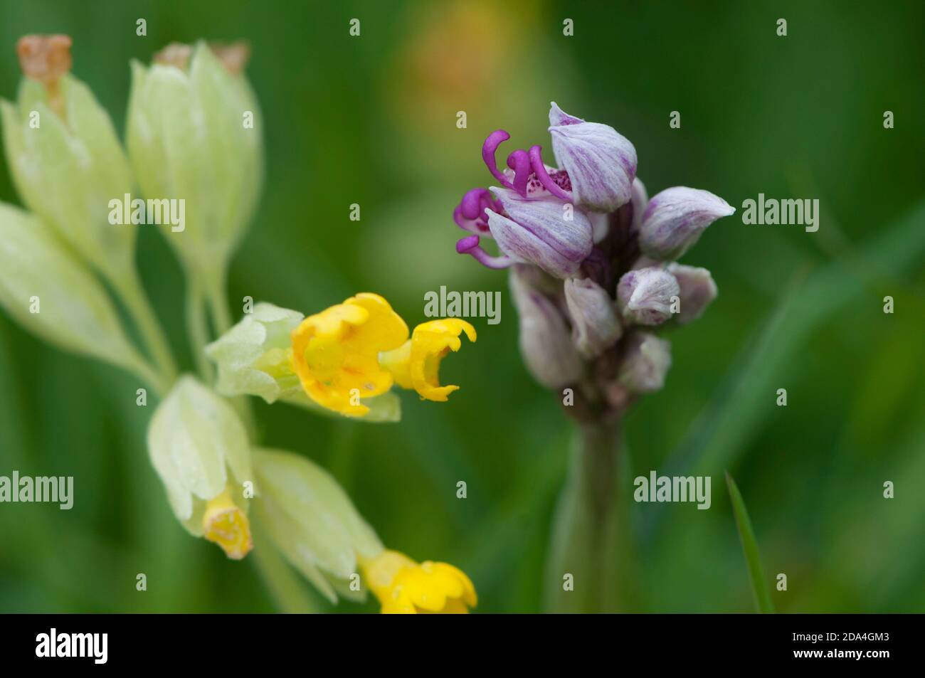 Cowslip et orchidée singe Banque D'Images