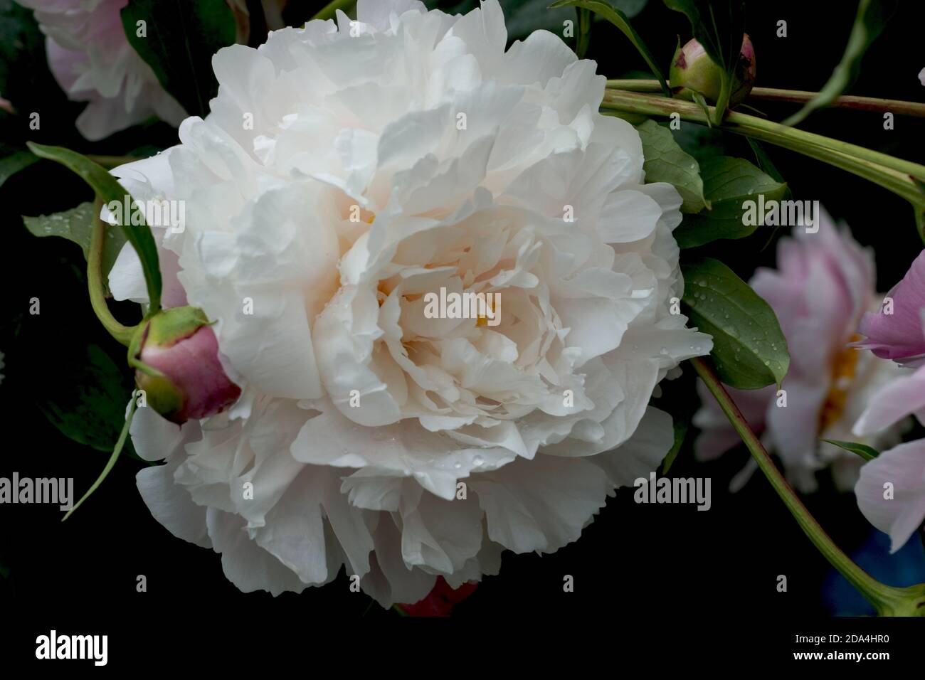 Superbes pivoines doubles roses et blanches en gros plan. Paeonia matin Kiss. Banque D'Images
