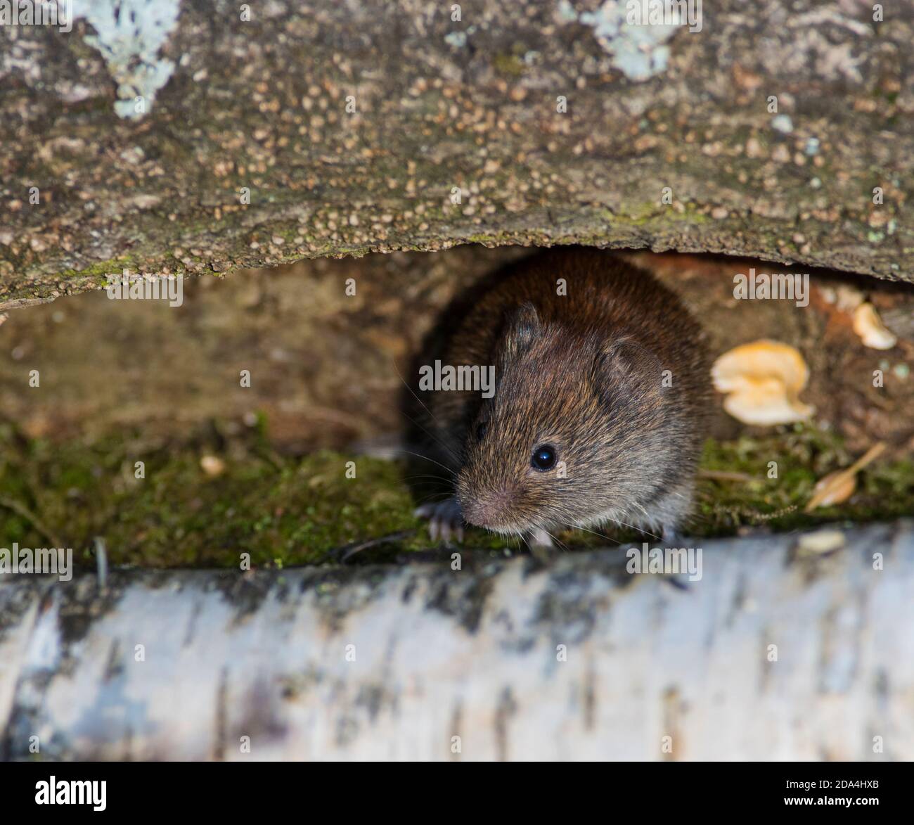 Bank Vole (Clethrionomys glareolus) dans une forêt de bouleau argenté au Royaume-Uni. Banque D'Images