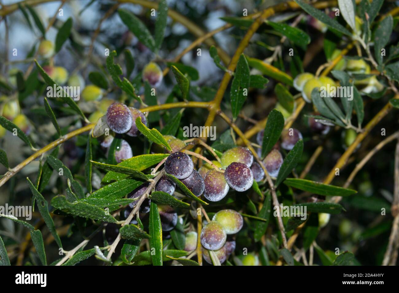 olives mûres prêtes pour la récolte et le pressage sur les branches D'un arbre dans la campagne toscane Banque D'Images