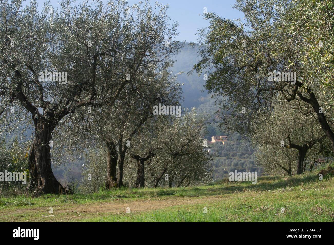 Vieux oliviers typiques dans la campagne toscane près d'Arezzo Banque D'Images