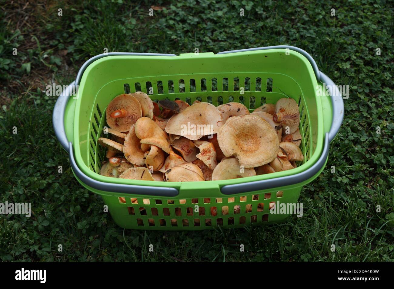 Un panier de champignons fraîchement cueillis se trouve dans l'herbe Banque D'Images