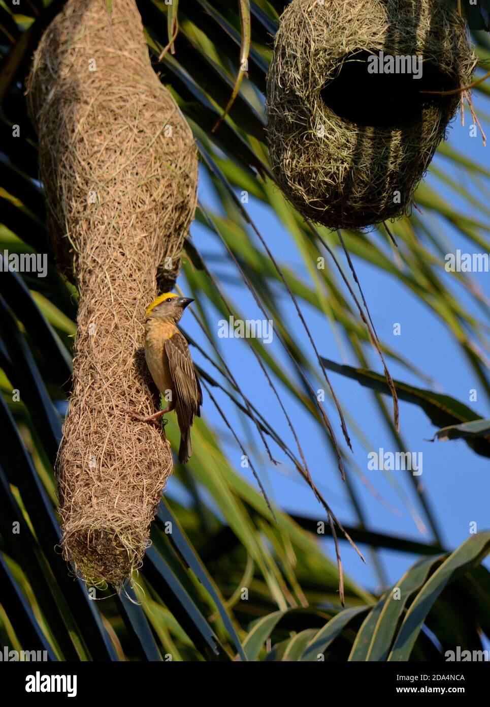 Le mâle Baya Weaver Bird garde son Nest Banque D'Images Le mâle Baya Weaver Bird garde son Nest Banque D'Images