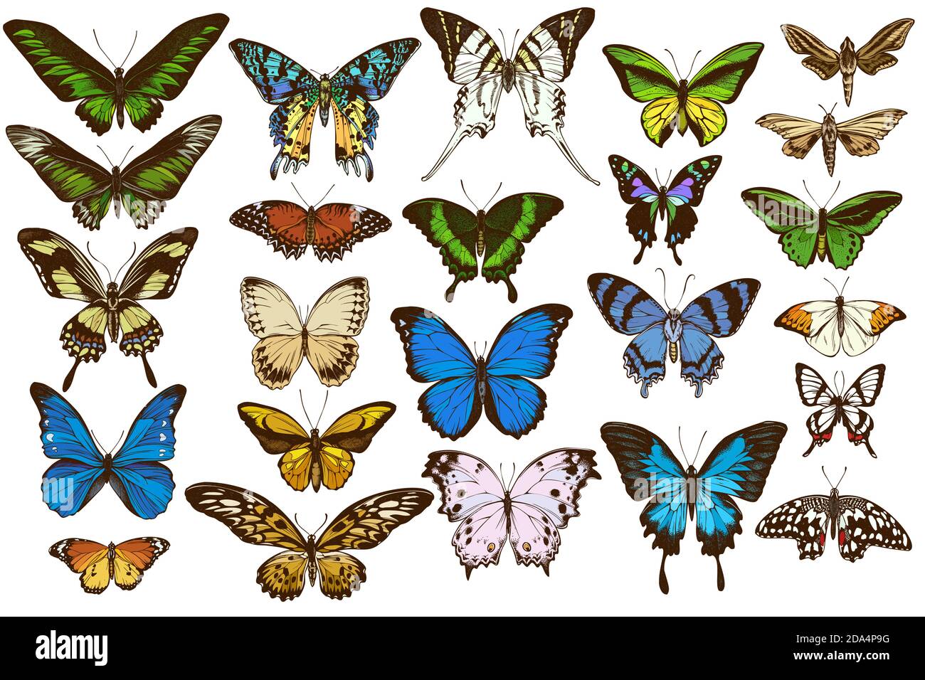Ensemble vectoriel de couleur à la main, grand bout orange, queue d'émeraude, reines de jungle, tigre de plaine, rajah brooke s Birdwing, papillio torquatus Illustration de Vecteur
