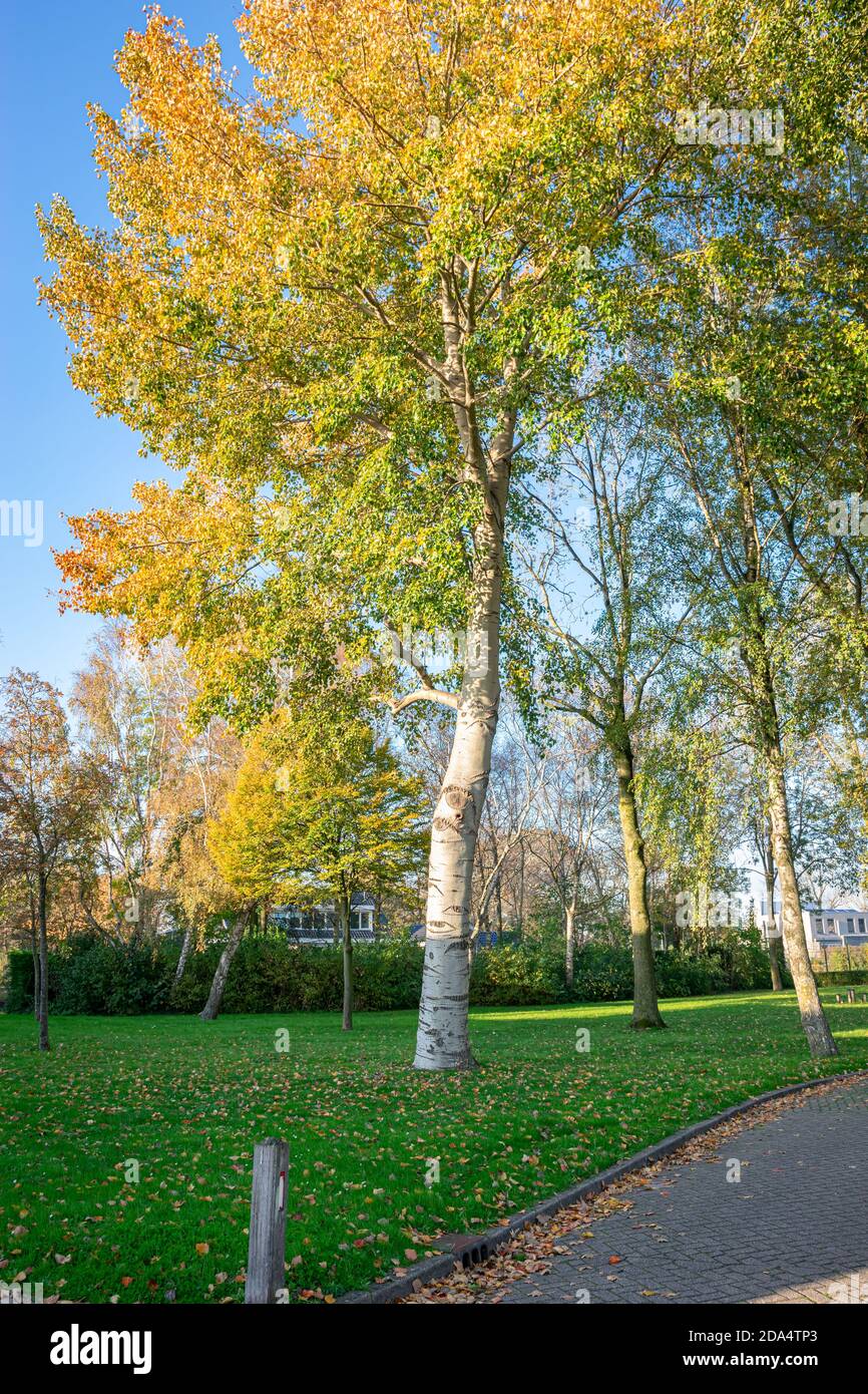 Peuplier gris (Populus canescens) avec des couleurs de feuilles d'automne dans un parc Banque D'Images