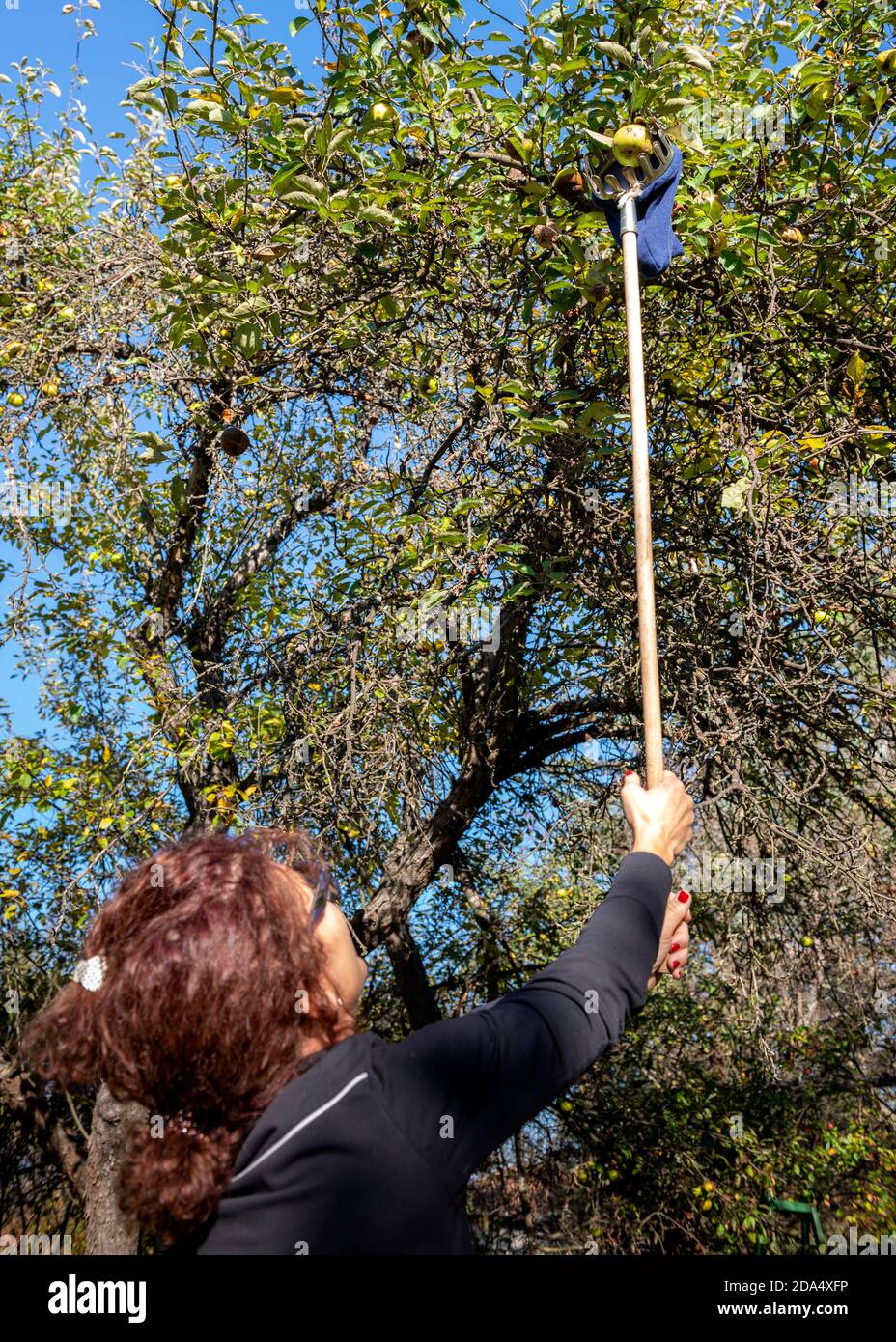 Vue arrière d'une jeune femme qui cueille des pommes à l'aide d'un dispositif de cueillette à l'ancienne pour cueillir des fruits à la main dans un verger. Banque D'Images