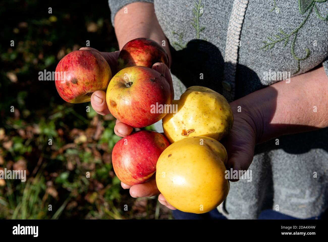 Cueillette des pommes à la main.Femme senior mains tenant des pommes comme concept de produits biologiques Banque D'Images