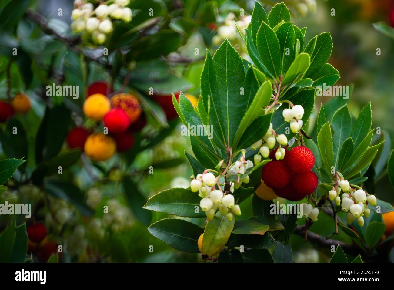 Fruits rouges, oranges et jaunes provenant de fraises en automne (octobre) avec feu latéral en fin d'après-midi. Banque D'Images Fruits rouges, oranges et jaunes provenant de fraises en automne (octobre) avec feu latéral en fin d'après-midi. Banque D'Images