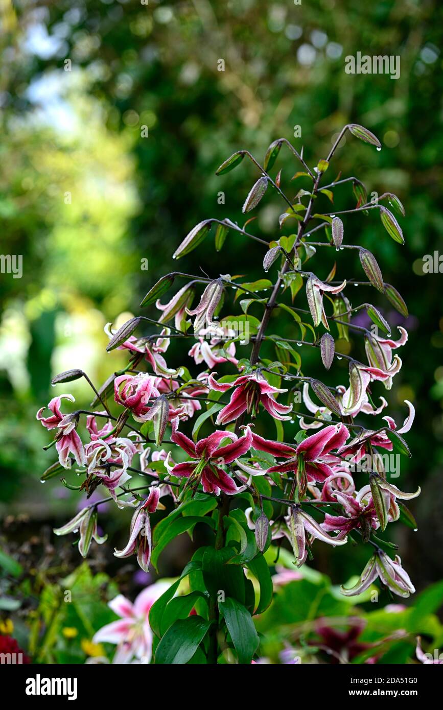 lilium Black Beauty,Lily Black Beauty,OT goliath lys,fleur rouge foncé,fleurs,Floraison,RM Floral Banque D'Images