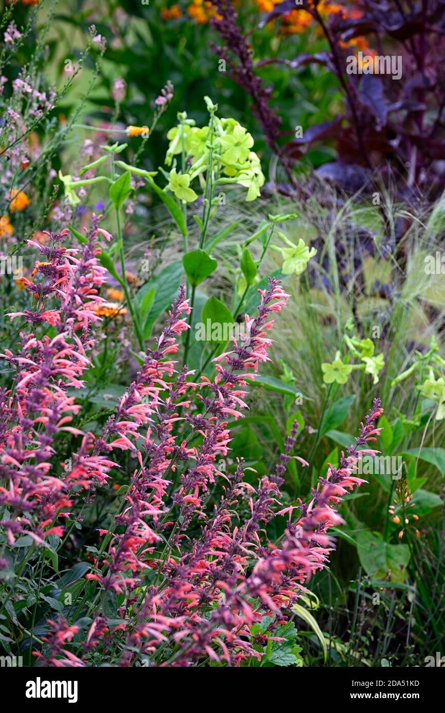Agastache Kudos Mandarin,orange,corail,rose corail,fleur,fleurs,fleurs,vivaces,vivaces,vivaces,jardin,RM Floral Banque D'Images