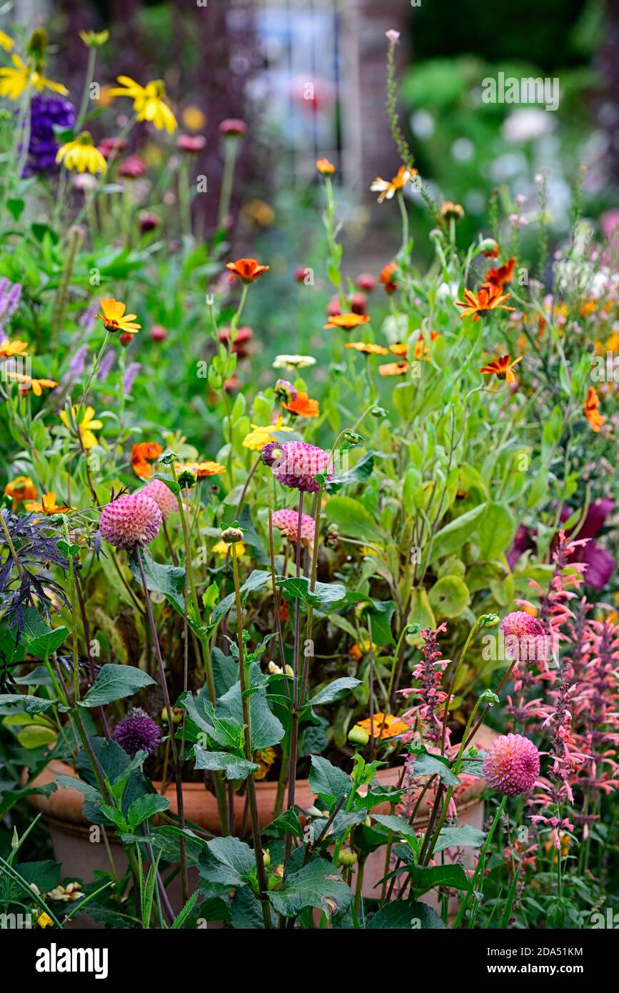 Dahlia Burlesca,Agastache Kudos Mandarin,dahlias,orange,corail,rose corallienne,fleurs,fleurs,florales,vivaces,vivaces,jardin,RM Floral Banque D'Images