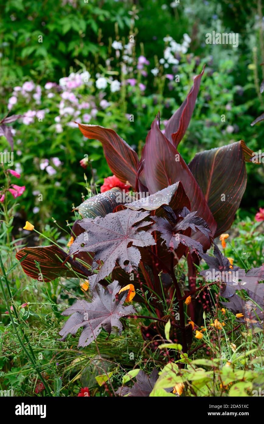 Canna tropicana, Ricinus,Dahlia,plantation mixte,feuilles,feuillage,sombre,couleur, feuilles de bronze,RM Floral Banque D'Images