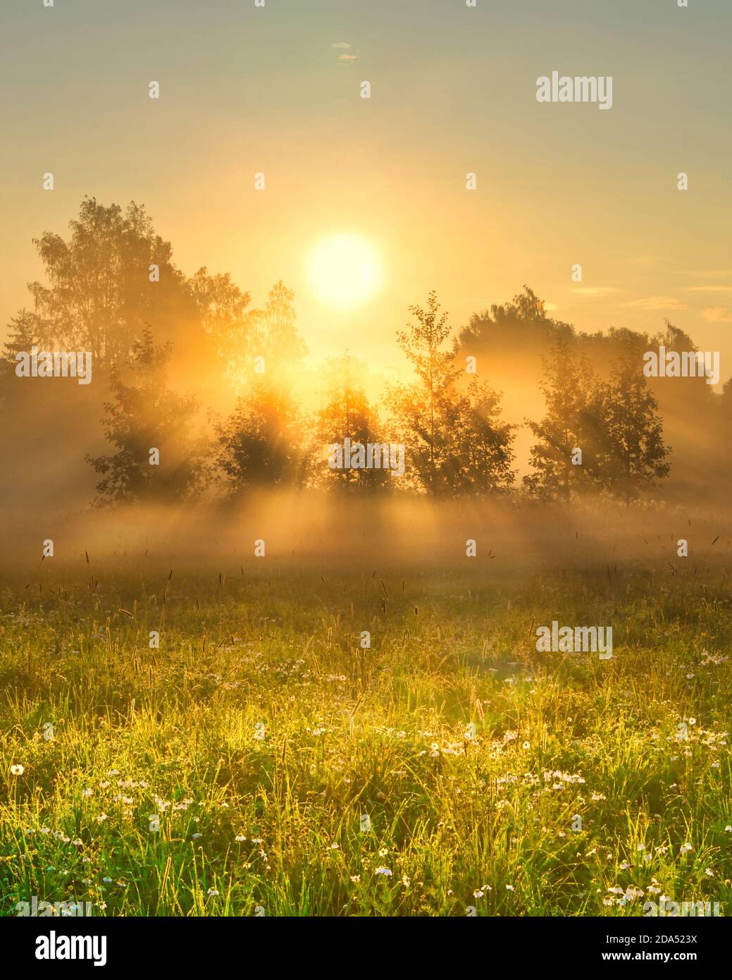 Paysage tôt le matin dans le champ. Soleil jetant des rayons de lumière à travers la brume et les arbres. Rayons de soleil vibrants dans un pré brumeux. Lever de soleil jaune avec brouillard Banque D'Images