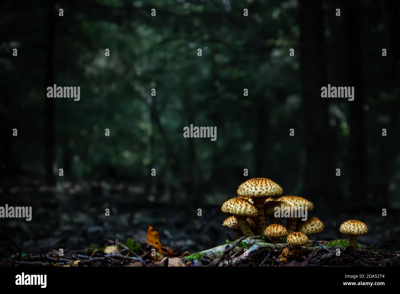 Gros plan de champignons dans une forêt dense. Arrière-plan sombre. Champignons sauvages poussant sur les racines des arbres dans la forêt de Dèse. Tons vert foncé. Lumière douce dans les bois. Banque D'Images