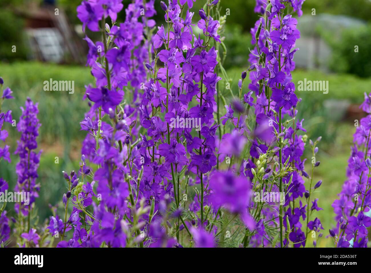 Gros plan de nombreuses fleurs violettes brillantes de Consolia (ou Delphinium) ajacis plante en plein soleil d'été sur fond vert. Banque D'Images