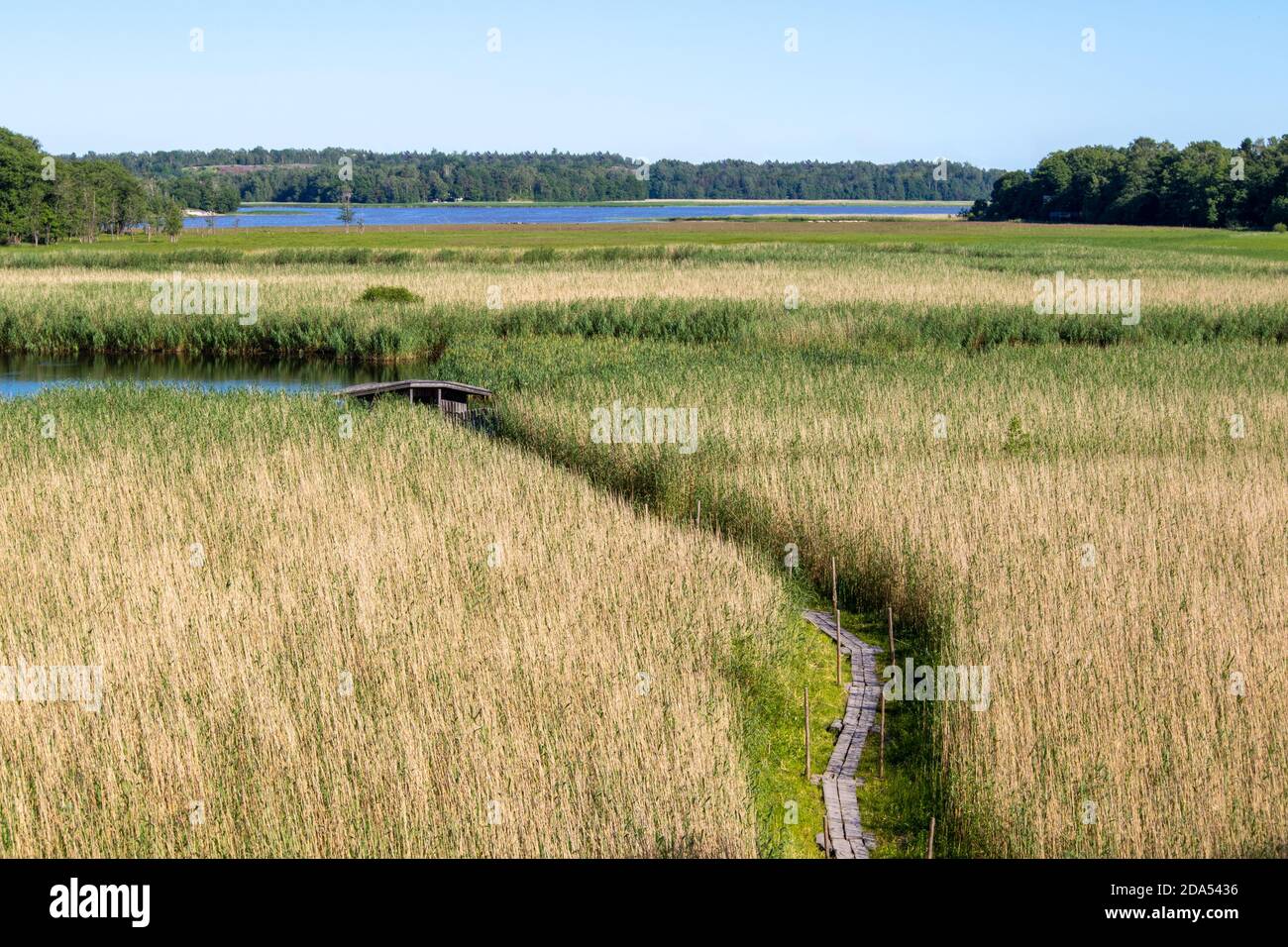 Chemin étroit en bois à travers les roseaux et le champ à la vieille maison cachée près du lac. Marais. Route vers un endroit secret pour se détendre près de l'eau. Nature. Banque D'Images