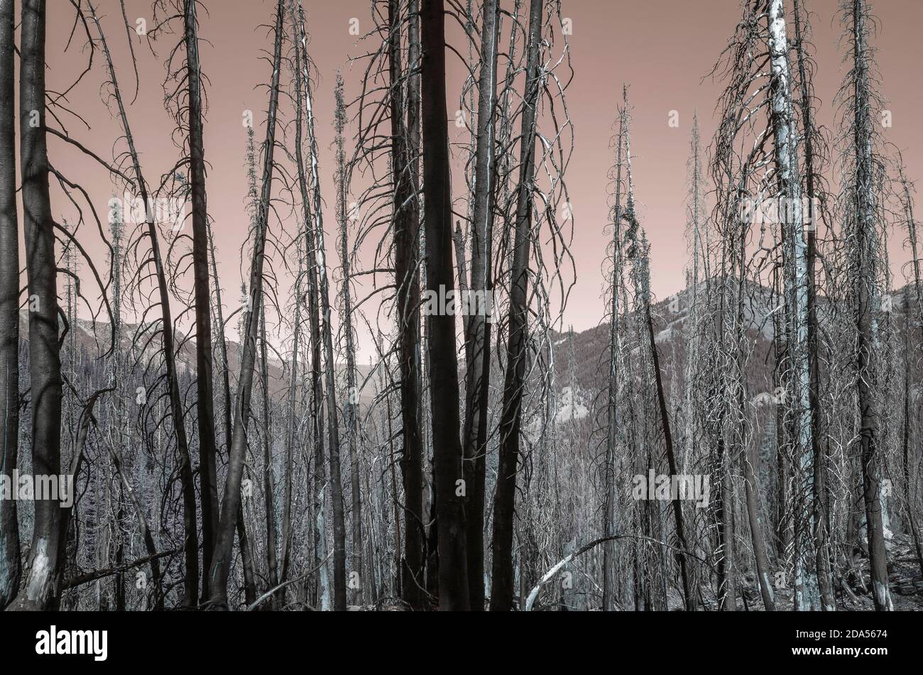 Image inversée d'une forêt endommagée par un feu de forêt le long du Pacific Crest Piste Banque D'Images