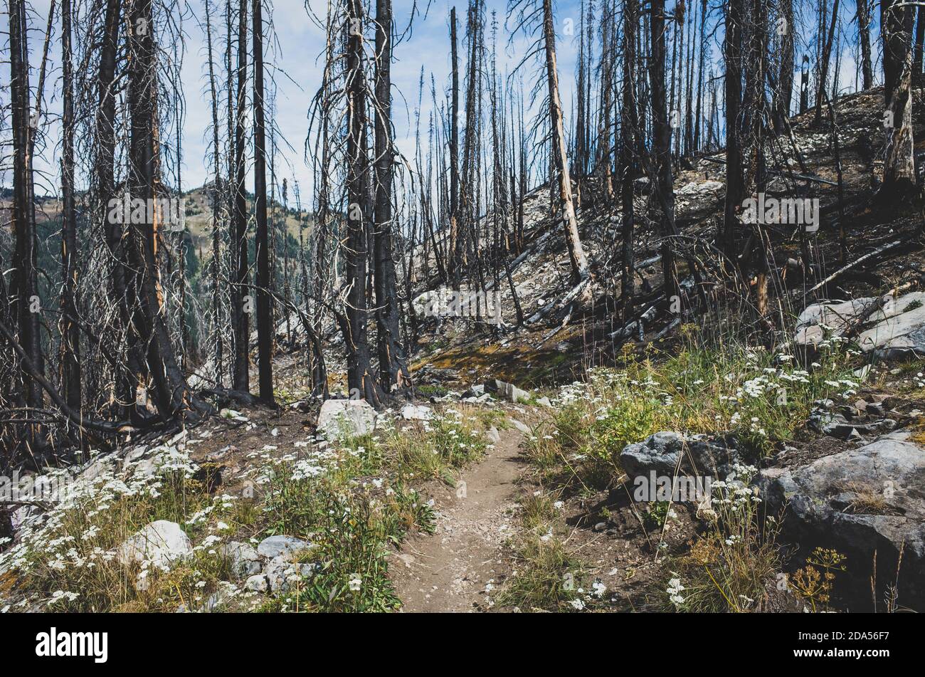 Le feu a endommagé les arbres et la forêt le long du Pacific Crest Trail Banque D'Images