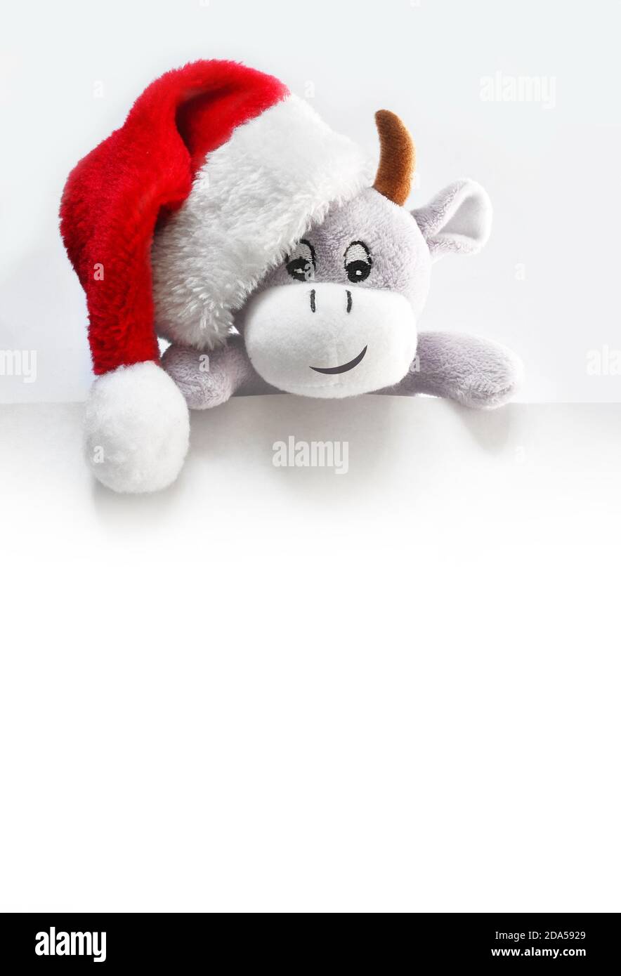 Année de l'Ox. Arrière-plan avec un drôle de boeuf blanc dans le chapeau de santa. Carte de Noël, photocopiage. Banque D'Images