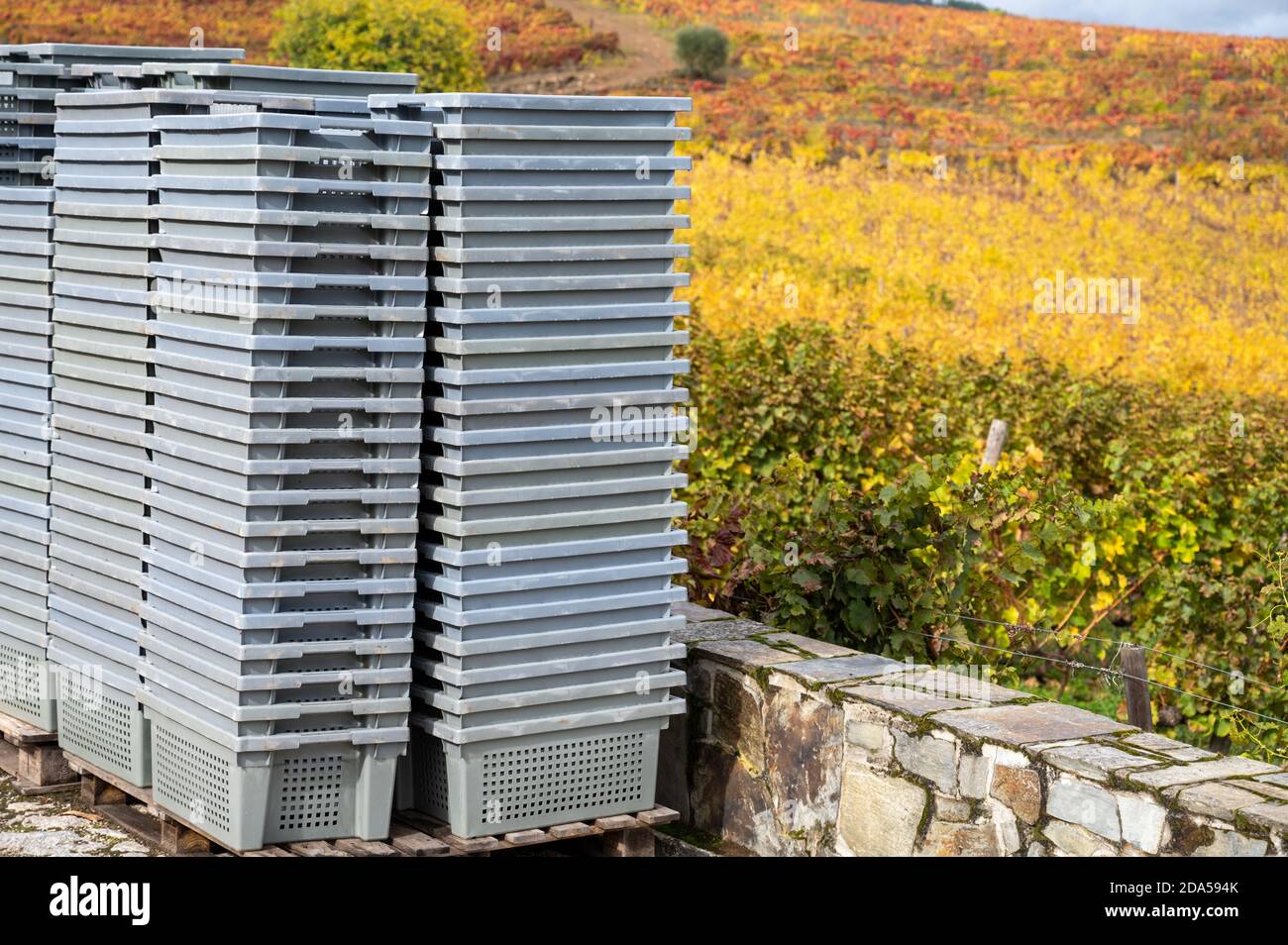 Vinification dans la plus ancienne région viticole du monde, dans la vallée du Douro, au Portugal, boîtes en plastique gris pour la récolte des raisins, production de rouge, blanc et por Banque D'Images