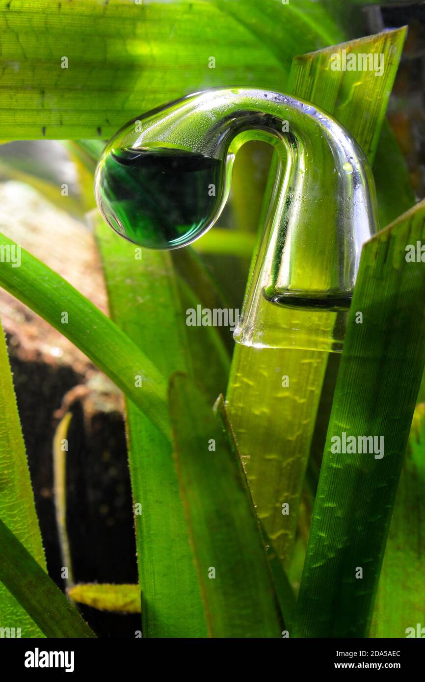 Vérificateur de gouttes avec des plantes d'aquarium, pour contrôler la quantité de co2 ou de dioxyde de carbone pour la croissance des plantes. Banque D'Images