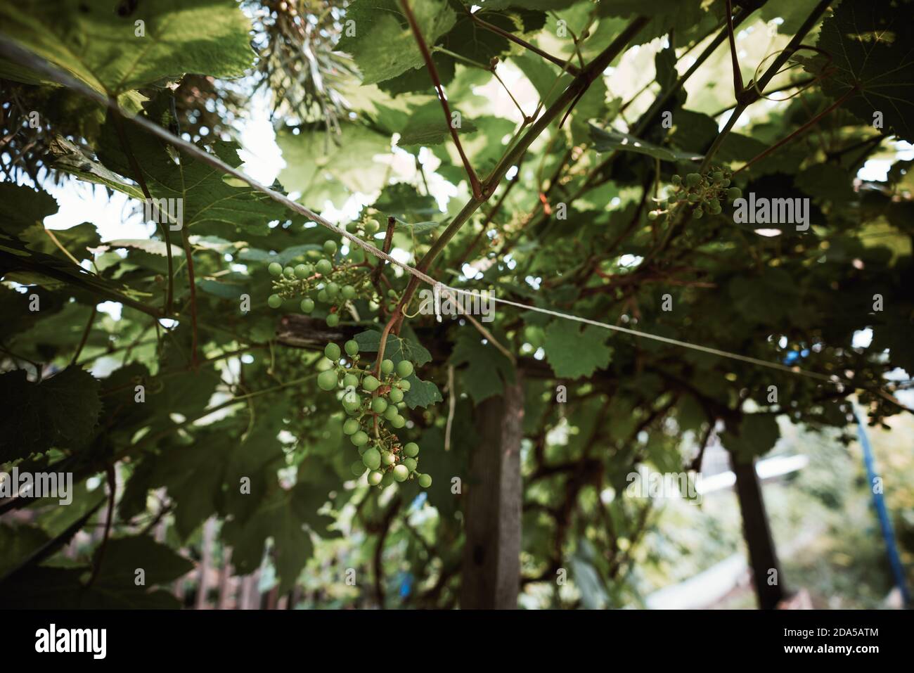 Vue en grand angle d'un bouquet de raisins non mûrs dans l'ombre, soutenu par une corde à faire dans un jardin extérieur ou un vignoble Banque D'Images