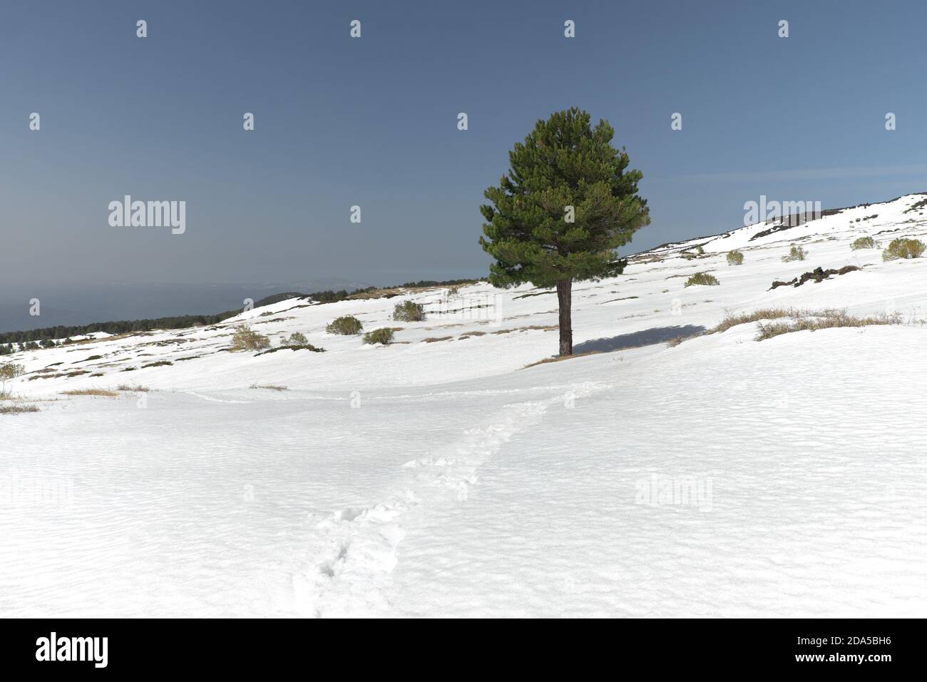 PIN solitaire en hiver Etna Park, Sicile Banque D'Images