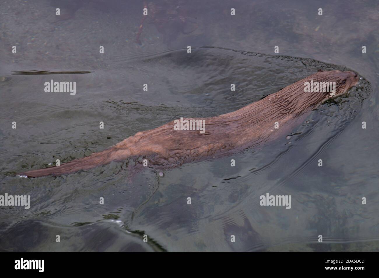 La loutre norvégienne Lutra lutra est un carnivore semi-aquatique dans le Mustelidae trouvé le long de la côte norvégienne et le long des rivières menant jusqu'aux fjords Banque D'Images