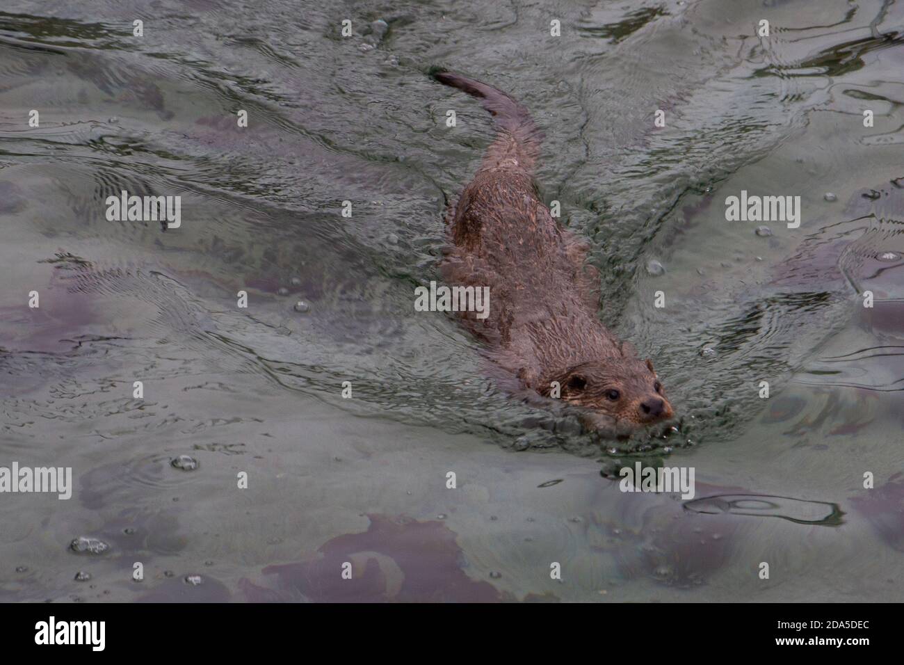 La loutre norvégienne Lutra lutra est un carnivore semi-aquatique dans le Mustelidae trouvé le long de la côte norvégienne et le long des rivières menant jusqu'aux fjords Banque D'Images