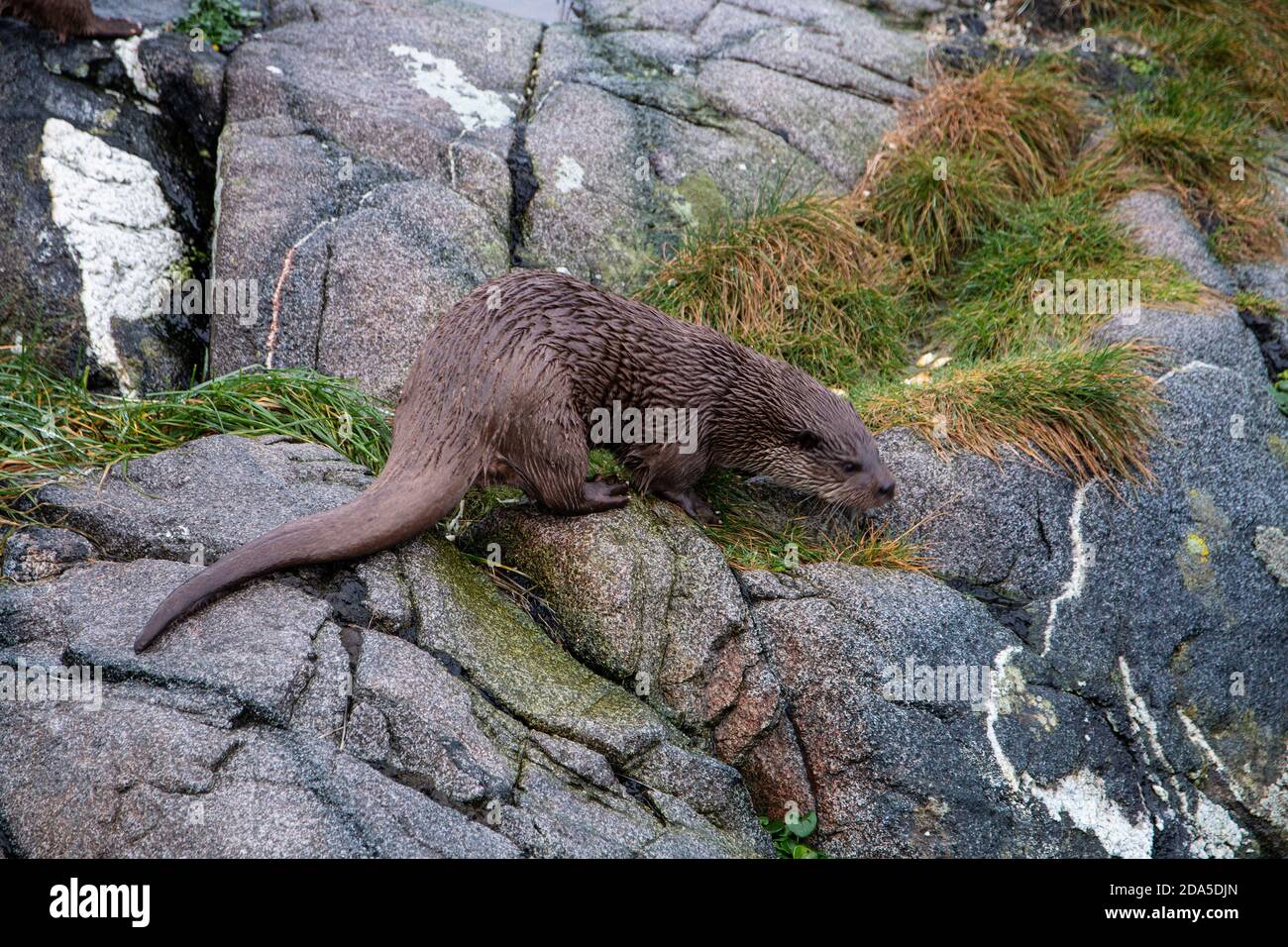 La loutre norvégienne Lutra lutra est un carnivore semi-aquatique dans le Mustelidae trouvé le long de la côte norvégienne et le long des rivières menant jusqu'aux fjords Banque D'Images