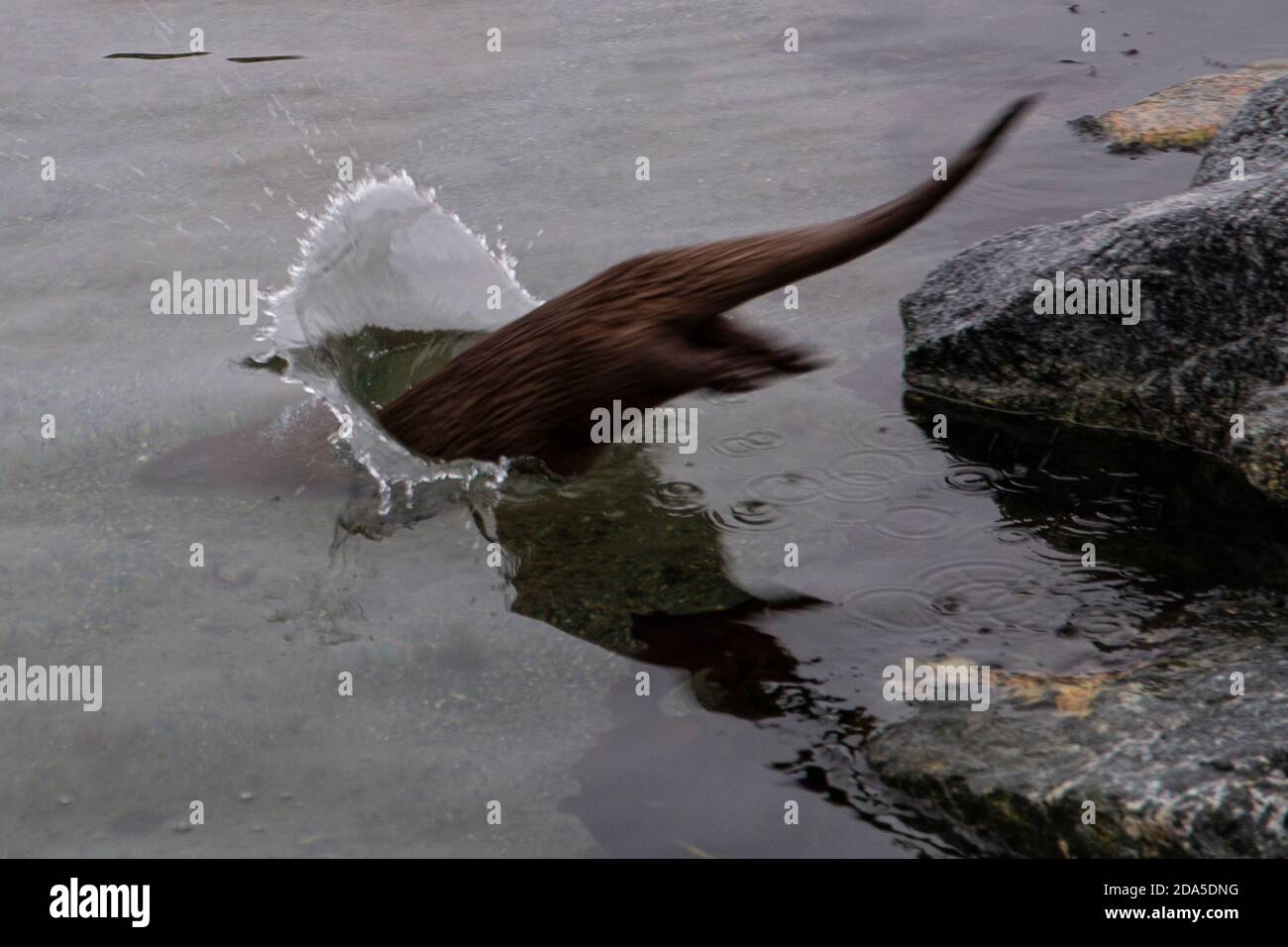 La loutre norvégienne Lutra lutra est un carnivore semi-aquatique dans le Mustelidae trouvé le long de la côte norvégienne et le long des rivières menant jusqu'aux fjords Banque D'Images