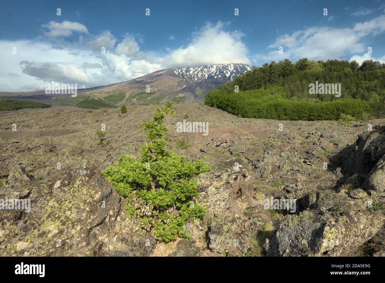 1832 lave incrustée ancienne refroidie autour du mont Egito sous le mont Etna, Sicile Banque D'Images