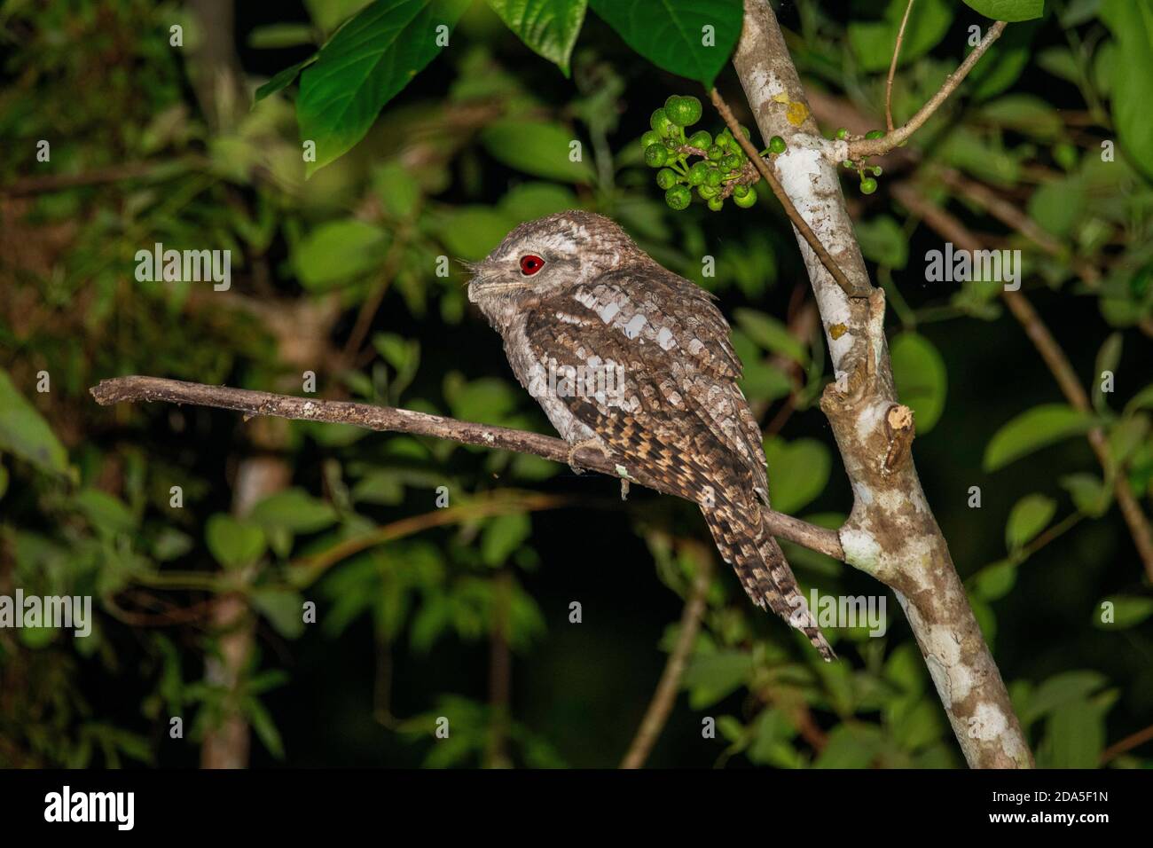 Papuan Frogmouth Podargus papuensis Daintree, Queensland, Australie 2 novembre 2019 Homme adulte Podargidae Banque D'Images