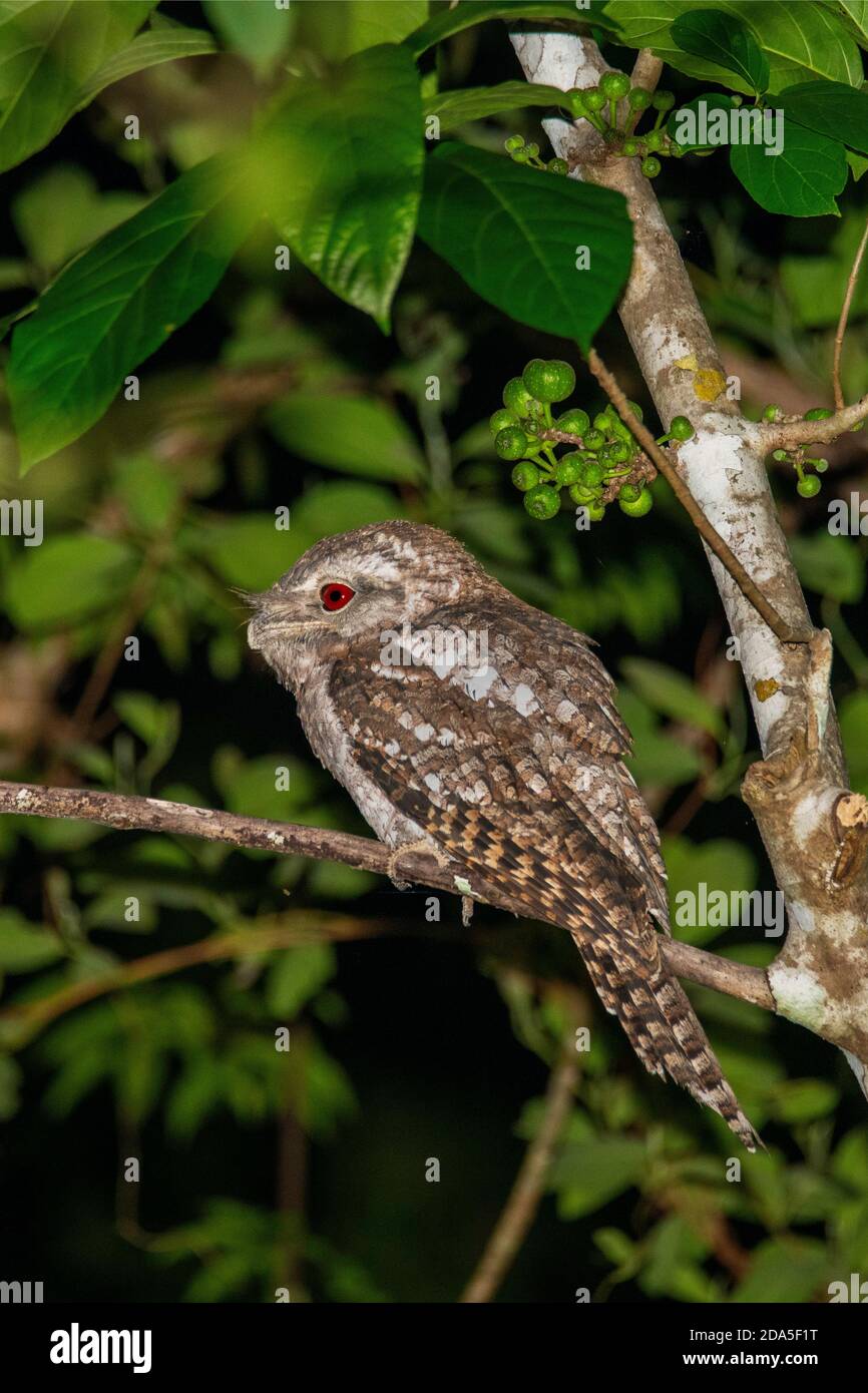 Papuan Frogmouth Podargus papuensis Daintree, Queensland, Australie 2 novembre 2019 Homme adulte Podargidae Banque D'Images