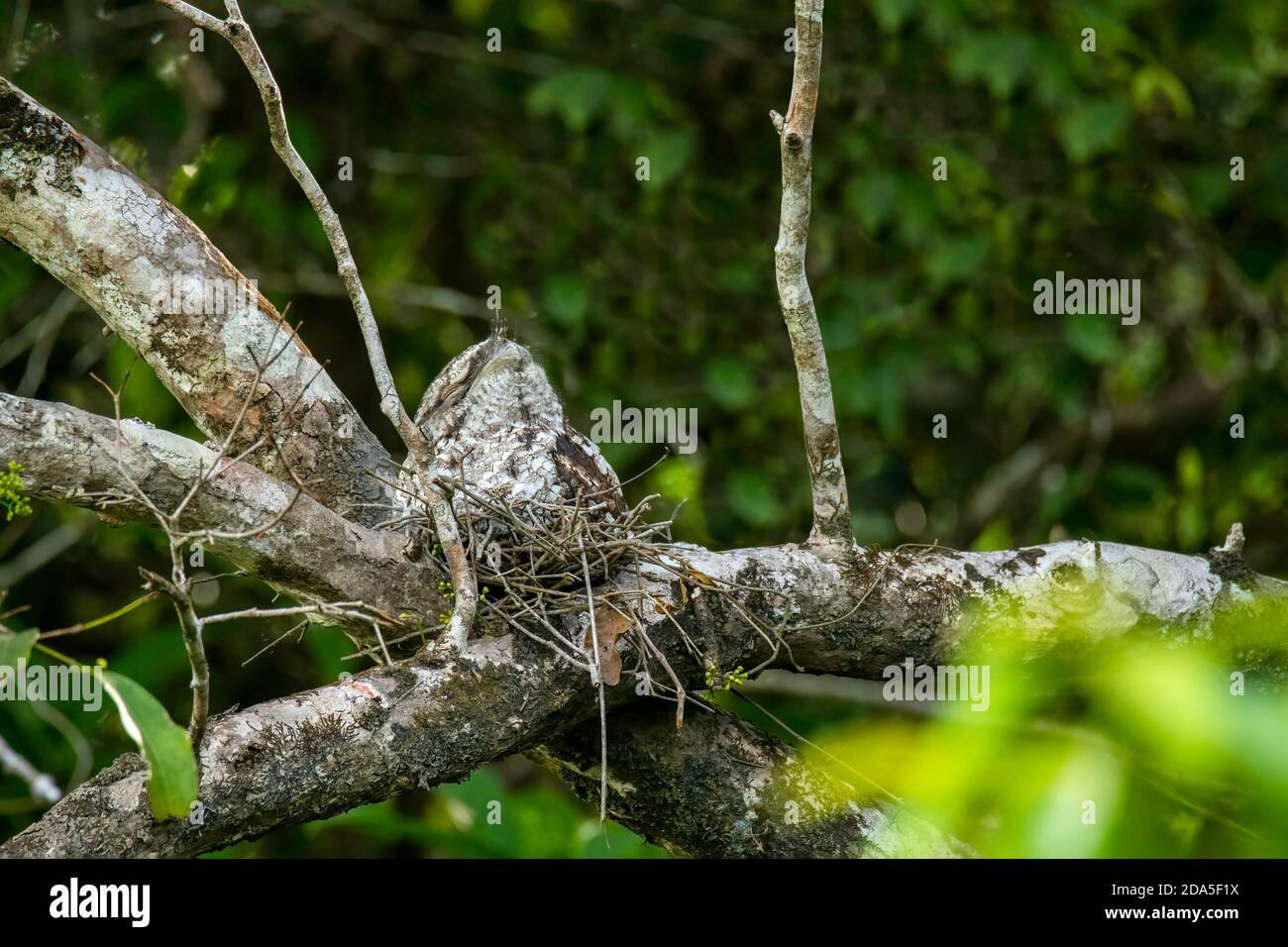 Papuan Frogmouth Podargus papuensis Daintree, Queensland, Australie 3 novembre 2019 Homme adulte Podargidae Banque D'Images