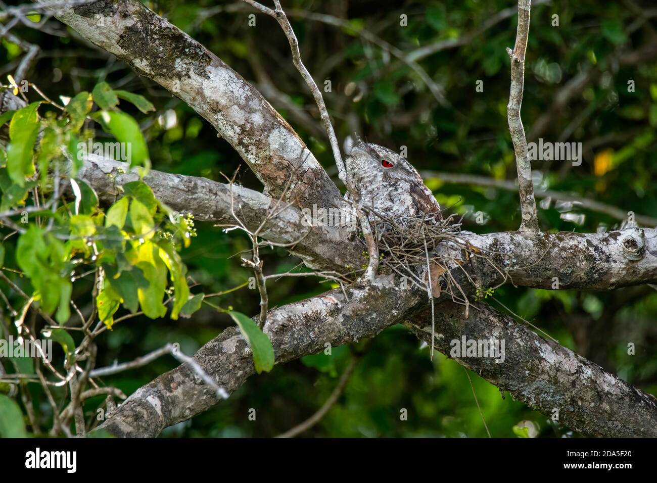 Papuan Frogmouth Podargus papuensis Daintree, Queensland, Australie 2 novembre 2019 Homme adulte Podargidae Banque D'Images