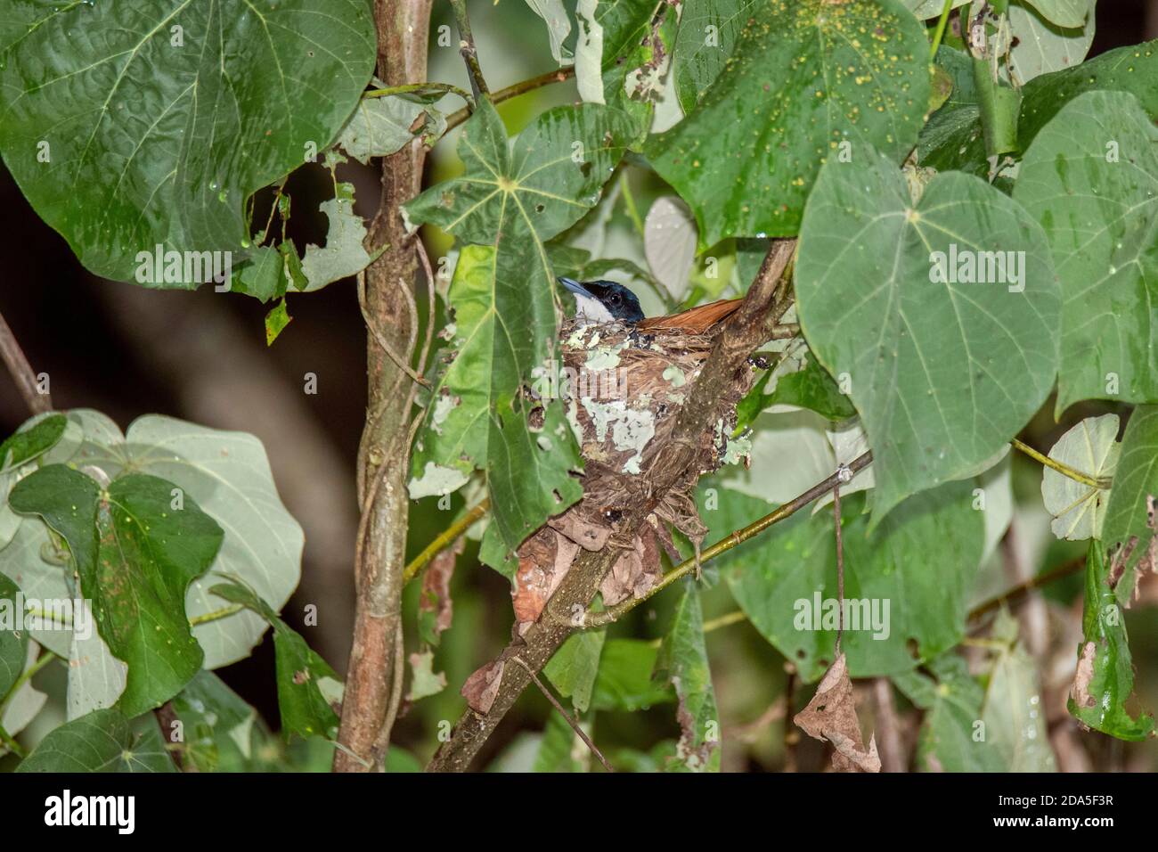 Flycatcher brillant Myiagra alecto Daintree. Queensland, Australie 4 novembre 2019 Femelle adulte sur nid. Monarchidae Banque D'Images