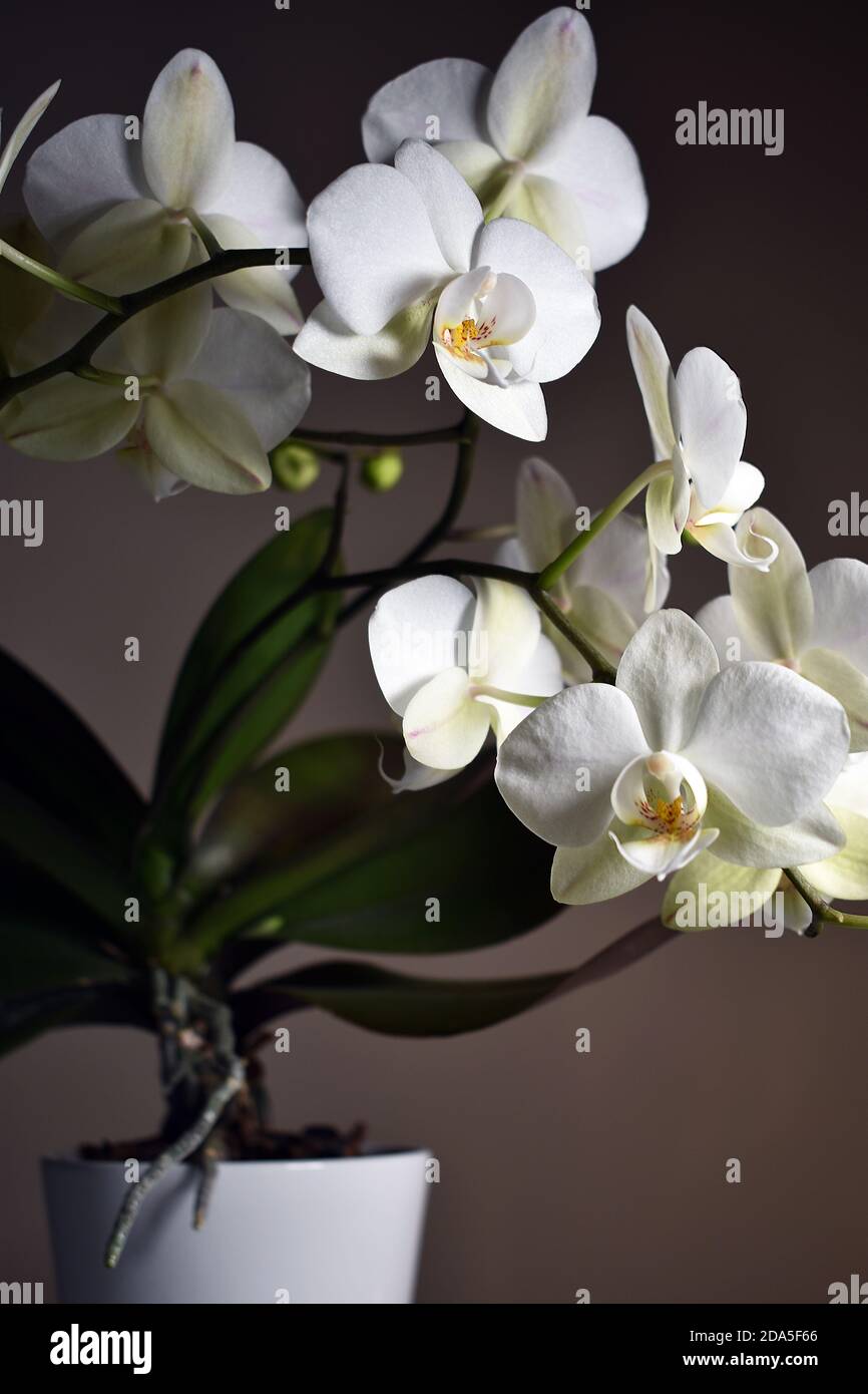 Une orchidée blanche en pot (Phalaenopsis) sur fond sombre. Feuilles vertes et fleurs blanches avec des pistils jaunes. Banque D'Images