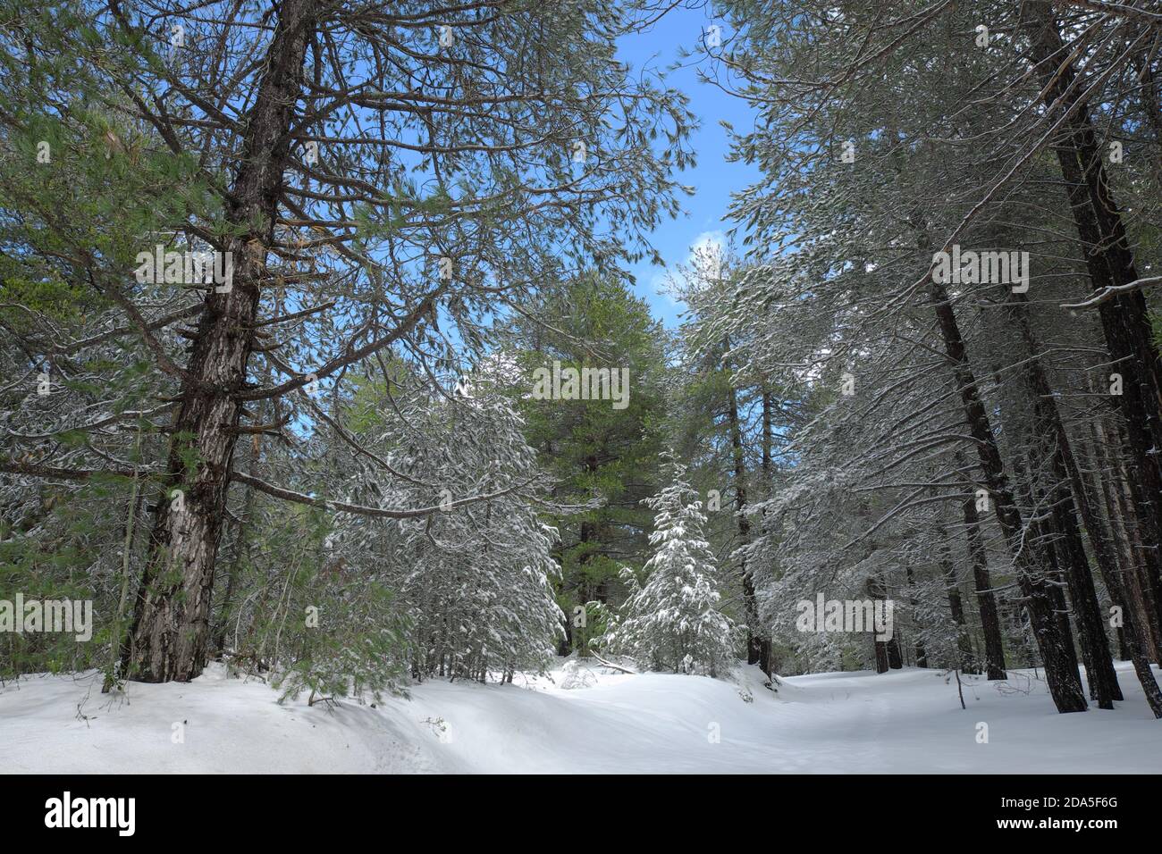 Sentier enneigé à travers la forêt d'hiver dans le parc de l'Etna, en Sicile Banque D'Images