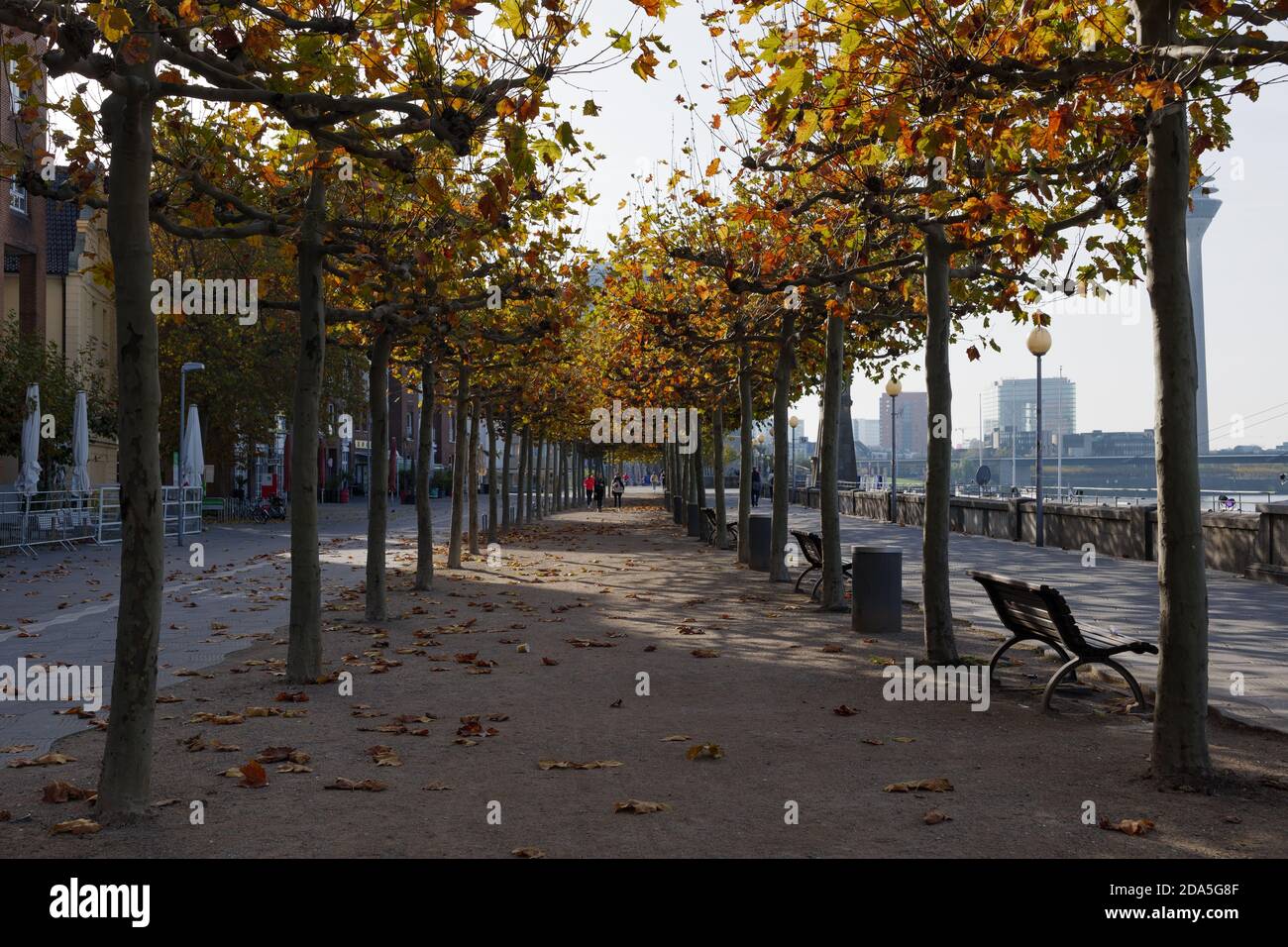 Passerelle piétonne entre une rangée d'arbres avec des feuilles changeantes sur la promenade Rheinuferpromenade le long du bord du Rhin à Düsseldorf, en Allemagne. Banque D'Images