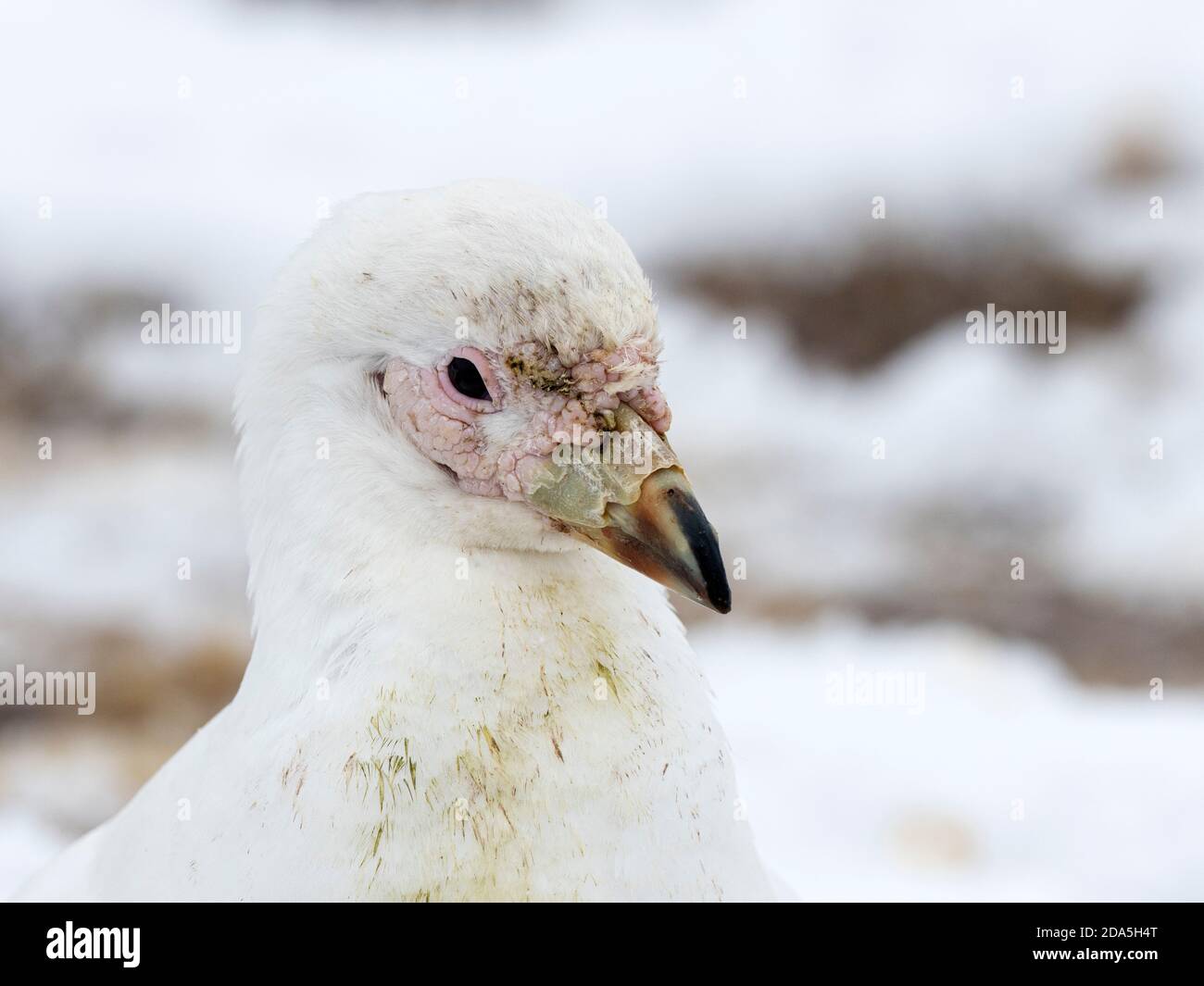 Un bathyre neigeux adulte, Chionis albus, dévalant le guano sur l'île Paulet, la mer de Weddell, l'Antarctique. Banque D'Images