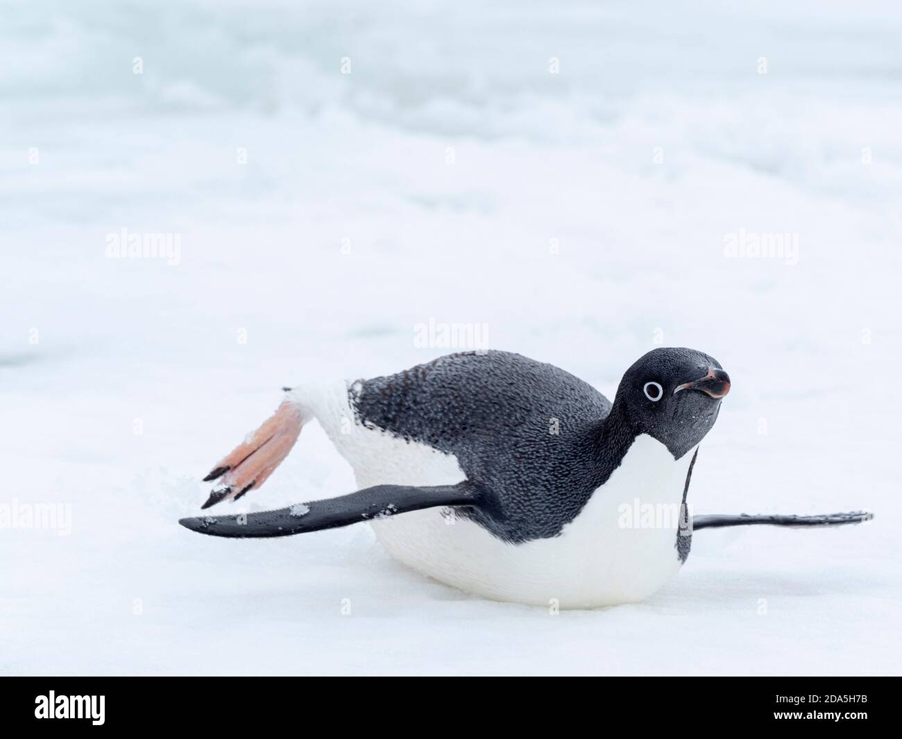Manchot d'Adélie, Pygoscelis adeliae, sur glace rapide près de l'île du diable, mer de Weddell, Antarctique. Banque D'Images